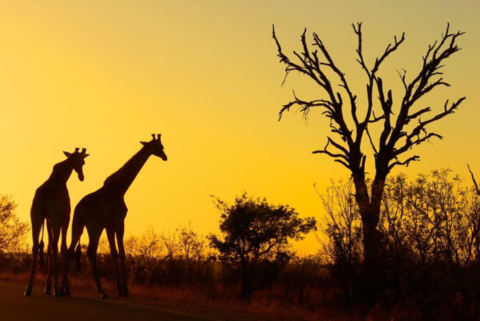 Wildlife in Kruger Park