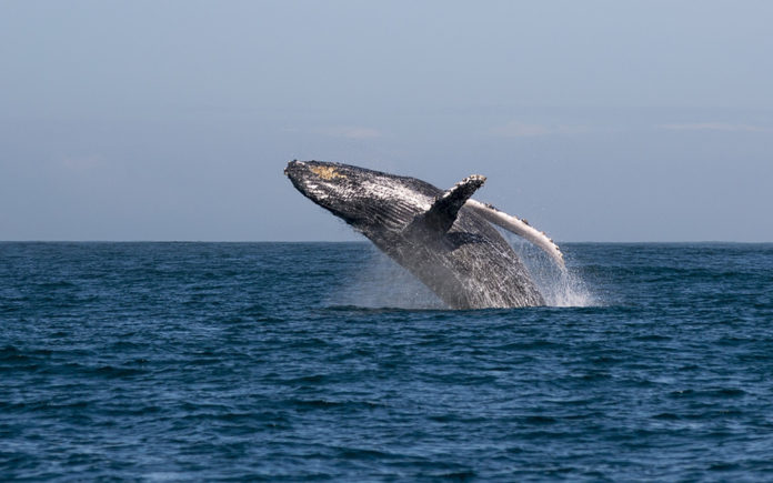 Whale Watching in Madagascar