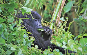 Gorilla Tours in Rwanda