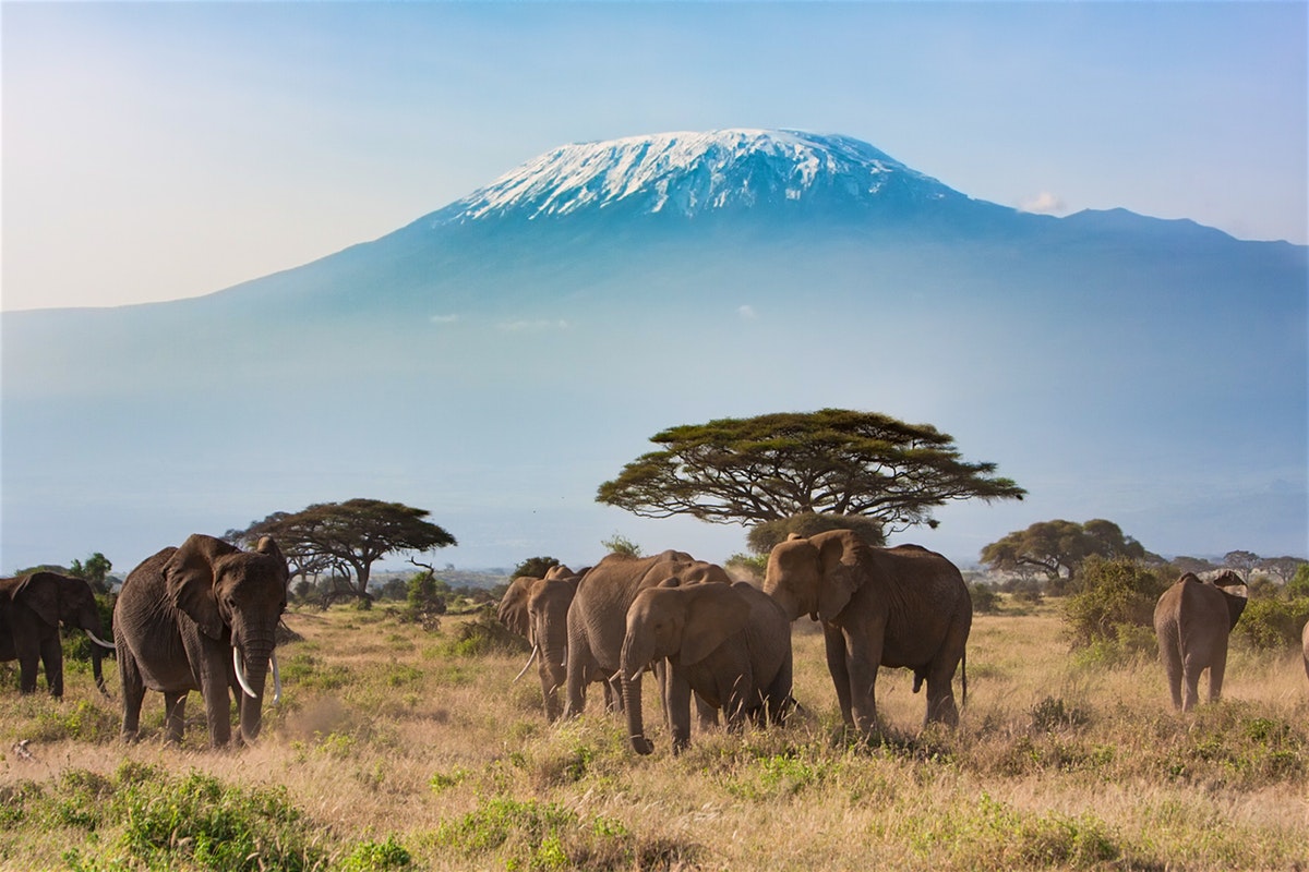 Amboseli Elephants in Kenya
