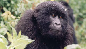 Mountain Gorillas in PNV