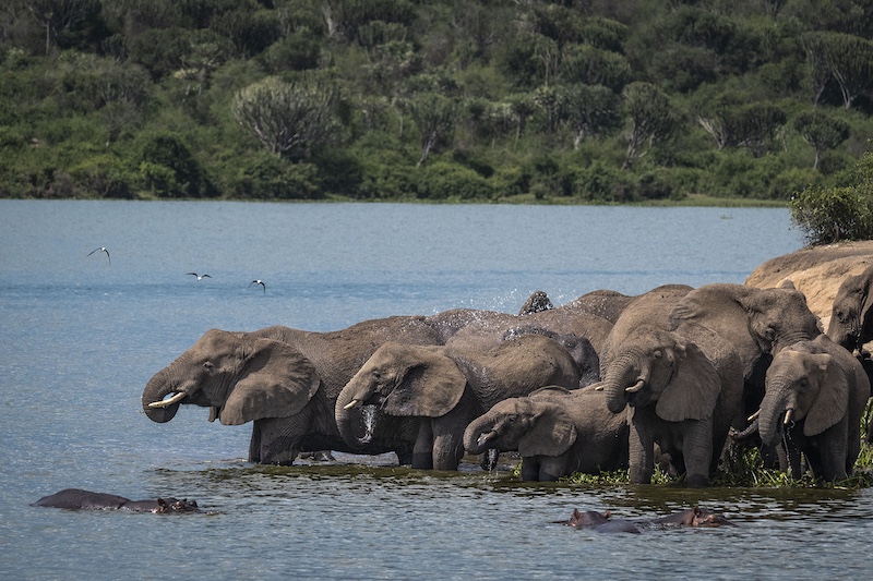 uganda elephants